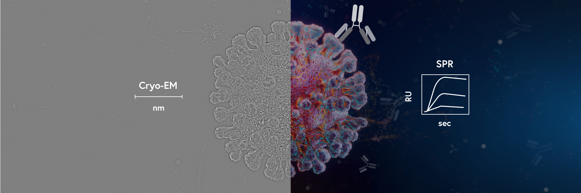 Cryo-EM and SPR: Complementary technologies providing structural and functional insights toward advancing coronavirus research